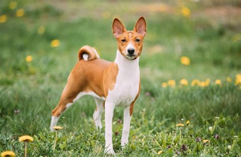 Basenji | A mindent magába foglaló fajtaleírás