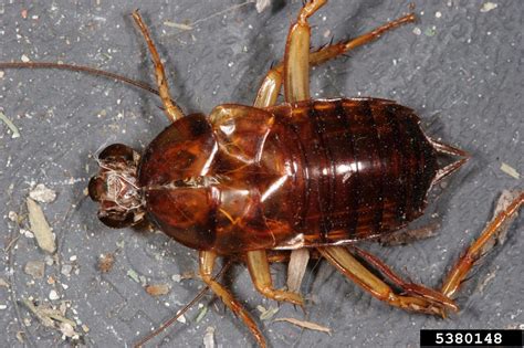 American cockroach (Periplaneta americana)