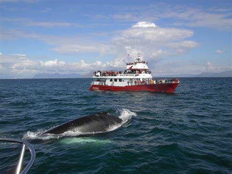 ATV & Whale Watching Tour from Reykjavik | Guide to Iceland