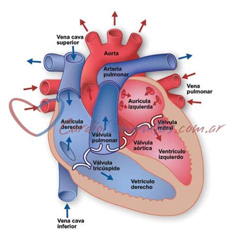 Arterias Y Venas Pulmonares - Dinami