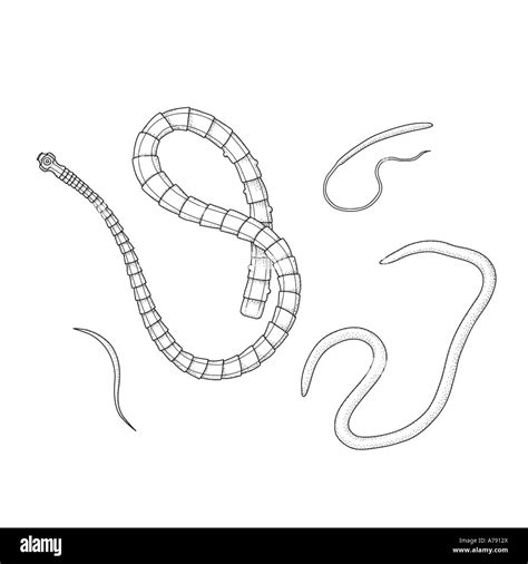 Parasitic Worms Images