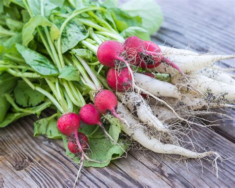 When to harvest radishes: simple tips for this root veg | Gardeningetc