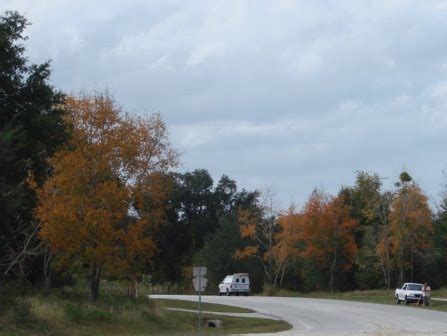 Earth Shattering Gardening: Florida Fall Foliage