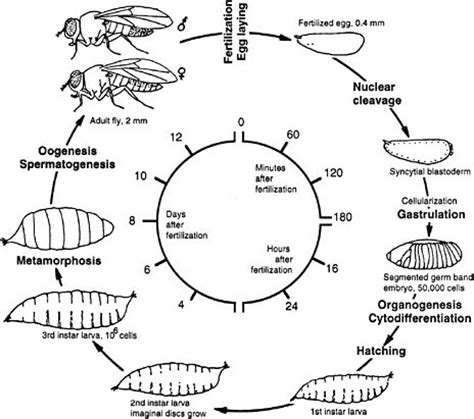 Dillaa Blog: Drosophila melanogaster