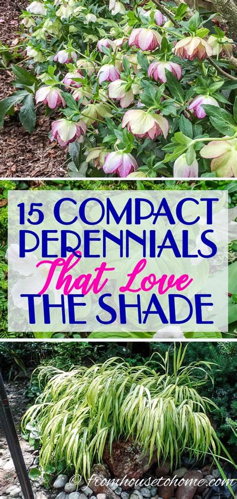 Ground Cover Plants For Shade (Perennials That Keep Weeds Down)