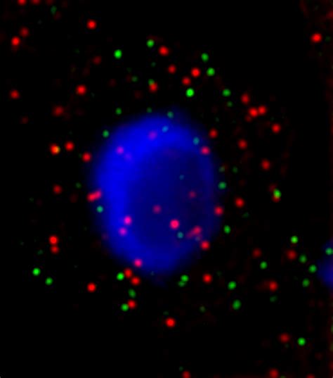 RNA FISH in plants | LGC Biosearch Technologies