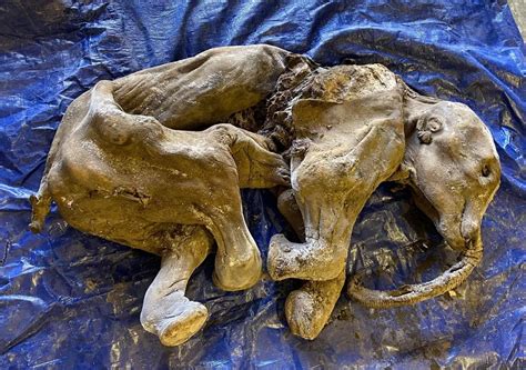 A rare mummified mammoth cub has been found in Canada