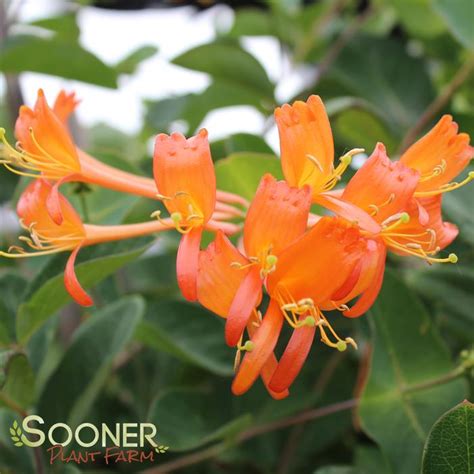 Mandarin Honeysuckle Buy Online, Best Prices