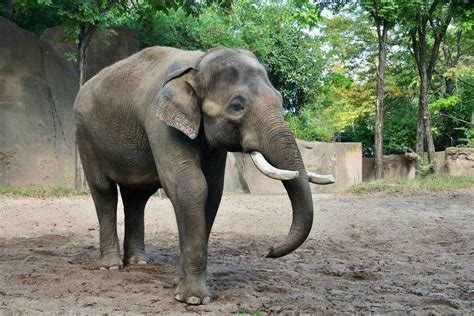 St. Louis Zoo's Asian elephant Raja is turning 30