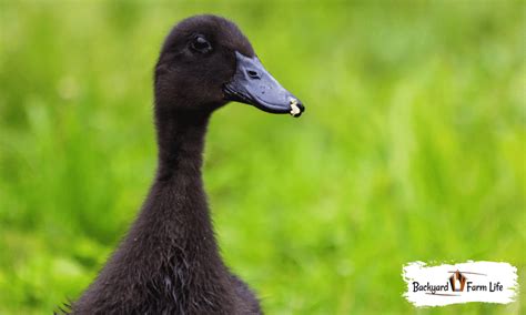 Cayuga Ducks Male Or Female? All Differences Explained