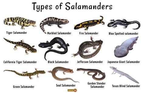 Salamander - Facts, Habitat, Life Cycle, Diet and Pictures