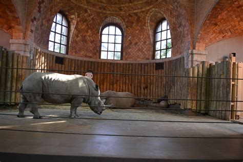 Bronx Zoo- White Rhino Indoor Exhibit - ZooChat