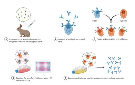 Antibodies 101: Monoclonal Antibodies