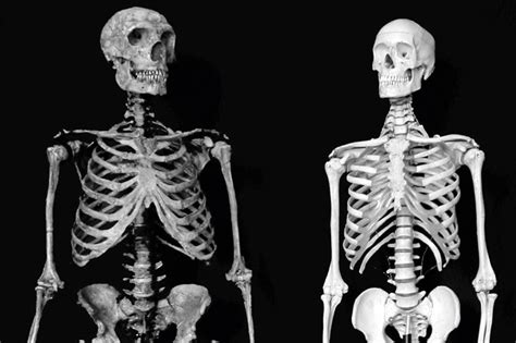 History and reality of the genus ‘Homo’ - Revista Mètode