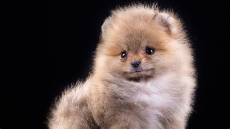 Pomeranian Wallpapers Wallpaper Cave