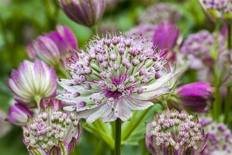 Astrantia Flower Meaning | Best Flower Site