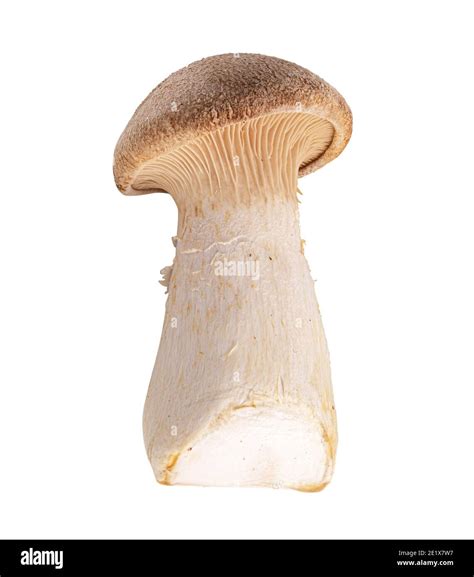 Edible mushroom isolated on a white background. Clipping path Stock Photo - Alamy