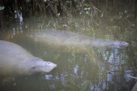 endangered-amazonian-manatee | Amazonia Expeditions