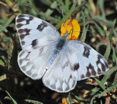 Checkered White (Wildlife of Cherry Creek State Park) · iNaturalist