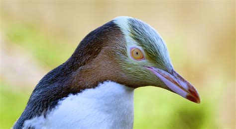 Unique Species In New Zealand Yellow Eyed Penguins