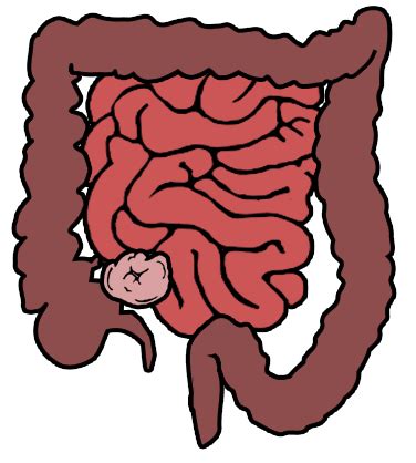 digestive system unlabelled diagram - Clip Art Library