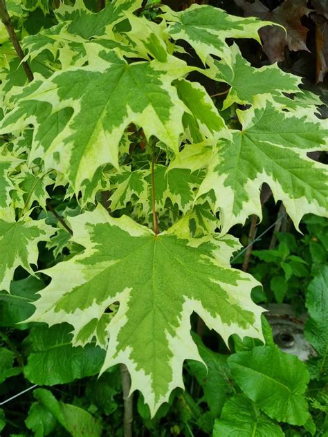 Variegated Maple Trees | Ornamental Trees For Sale Ireland | Hedging.ie