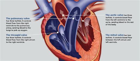 What is a Heart Murmur?