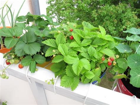 6 top crops to grow in containers - Radway Bridge Garden Centre