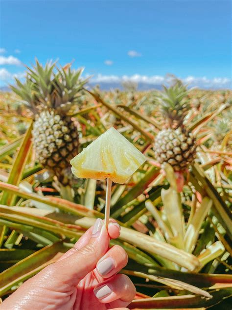 Maui Pineapple Tour: The Best Pineapple Farm Tour in Maui — Piña Colada ...