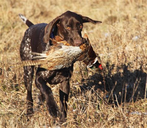 German Shorthaired Pointers Hunting Instincts - Doglopedix