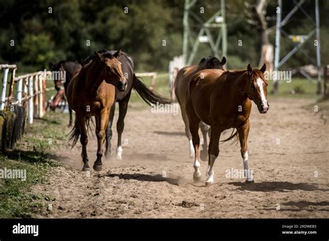 beautiful horses in a stud farm Stock Photo - Alamy