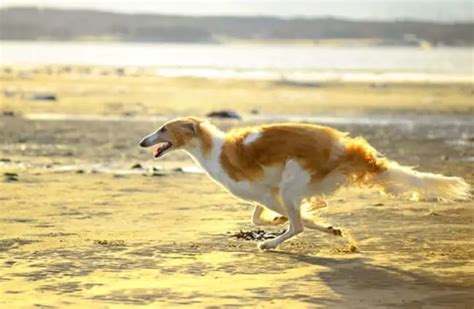 Borzoi - Description, Energy Level, Health, Image, and Interesting Facts