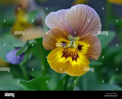 Viola honeybee hi-res stock photography and images - Alamy