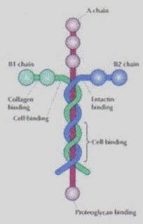 Political Pistachio: Laminin Cross