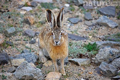 Stock photo of Woolly hare (Lepus oiostolus) Mt Everest, Mt Qomolangma ...