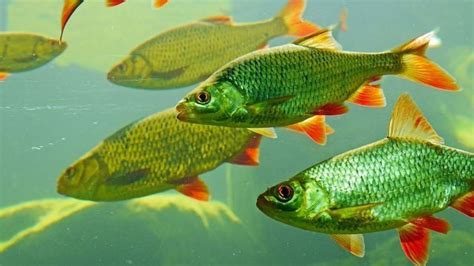 The Freshwater Fish Crisis | Technology Networks