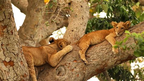 Tree Climbing Lions of Ishasha Sector » Trek Africa Expeditions