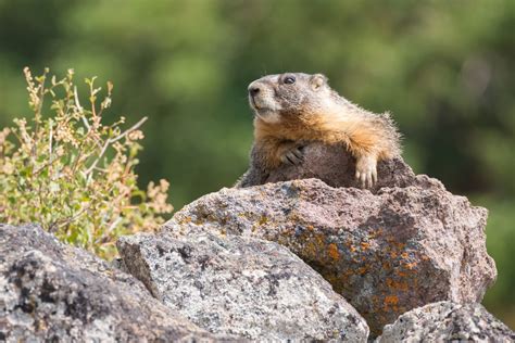 Yellow-bellied Marmot (Marmota flaviventris) - Jewel Cave National Monument (U.S. National Park ...