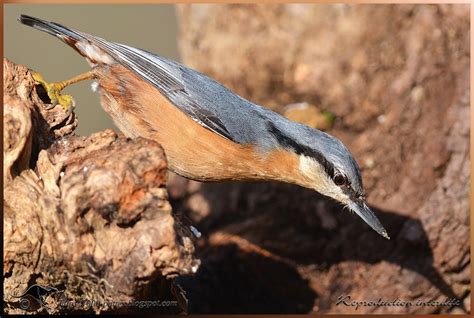 The Eurasian Nuthatch | Focusing on Wildlife