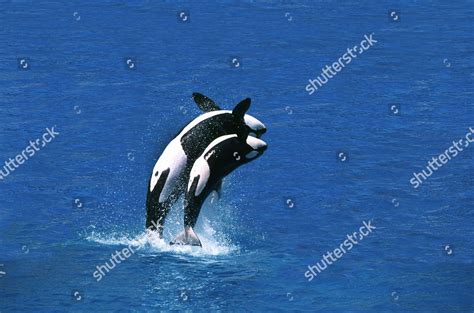 Killer Whale Orcinus Orca Female Calf Editorial Stock Photo - Stock ...