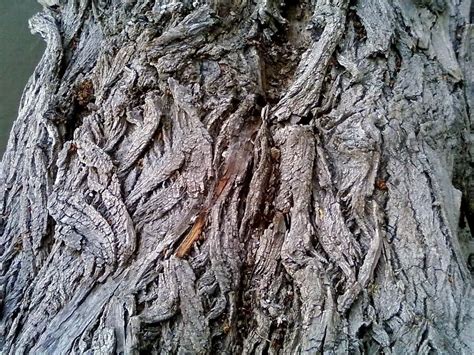 Free picture: silver, maple, tree, bark