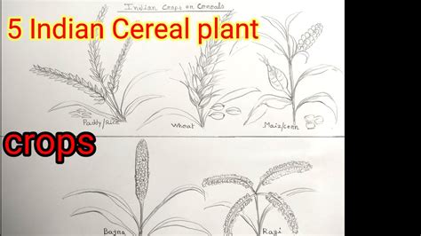 5 indian cereals plant drawing/crops 🌱plant/paddy-wheat-corn-bajra-joar ...