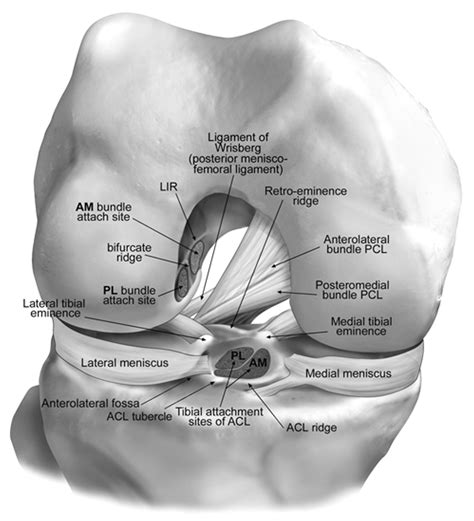 Ligaments of the Knee - Recon - Orthobullets