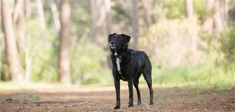 Everything You Need to Know About the Blue Heeler Lab Mix | Pet Side