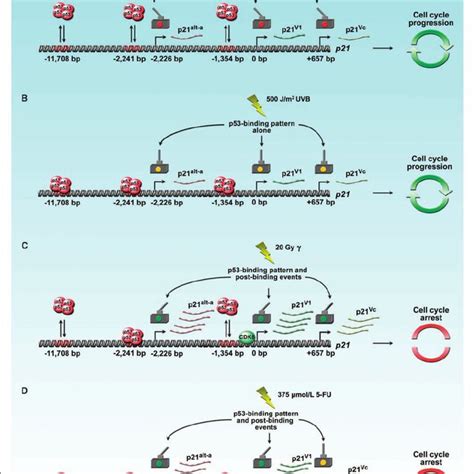 p21 gene map. Locations of all known p53 response elements ( RE ) and ...