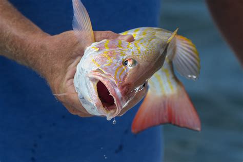 Snapper Family — Into the Blue Fishing Blog