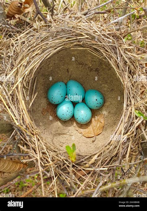 Wood Thrush Eggs