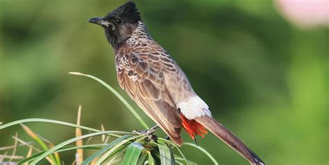 Bulbul bird - Common Bulbul Pycnonotus barbatus