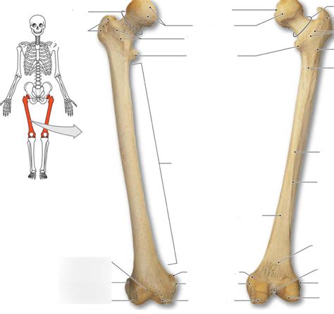 femur bone Honors Anatomy Diagram | Quizlet