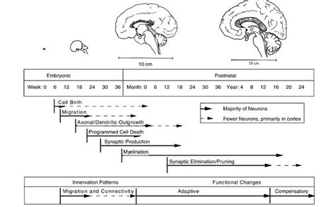 Fetal Brain Development Stages